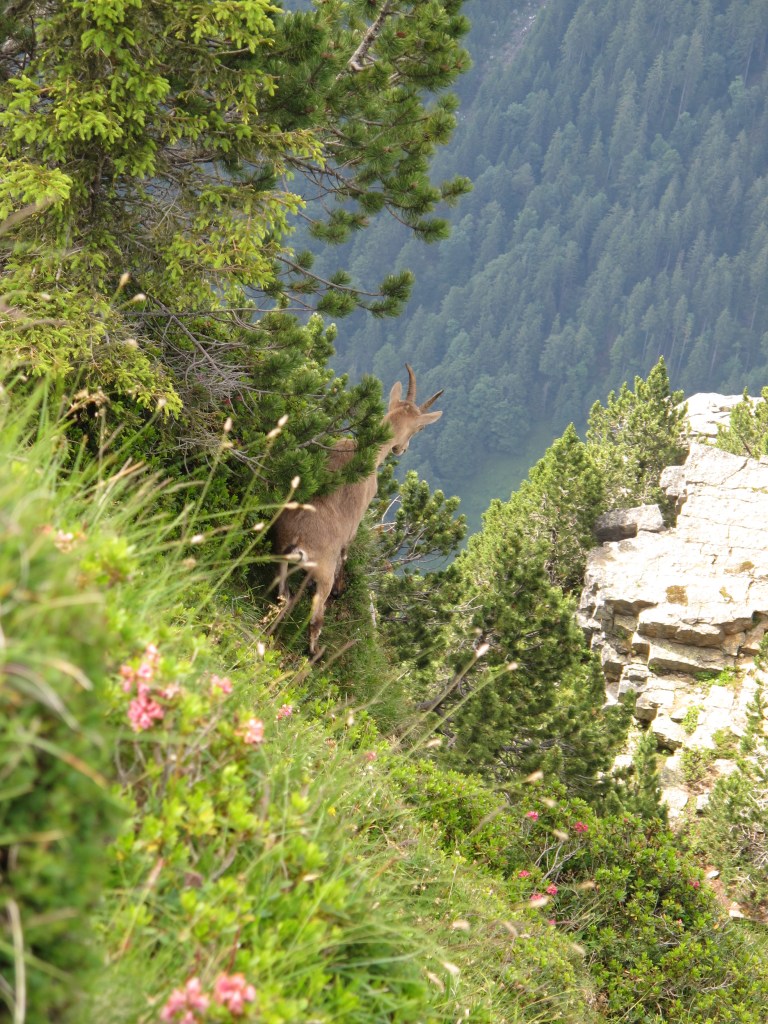 Bergziege in den Schweizer Alpen. Foto von Ronny Errmann