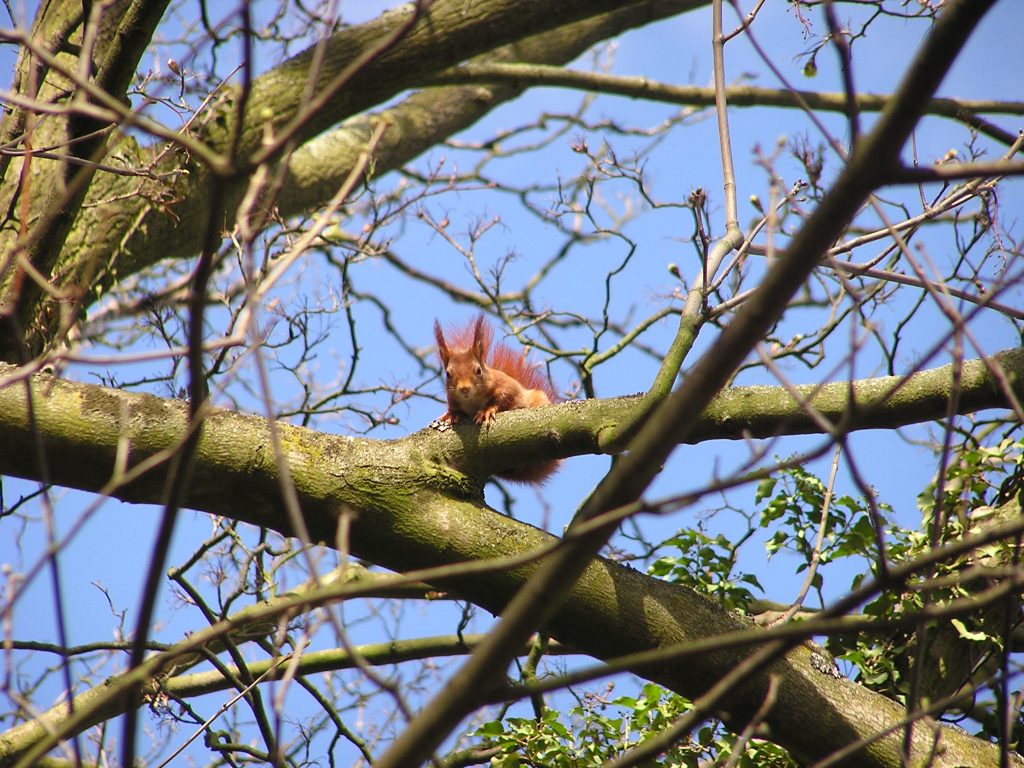 Eichhörnchen beobachtet Ronny Errmann