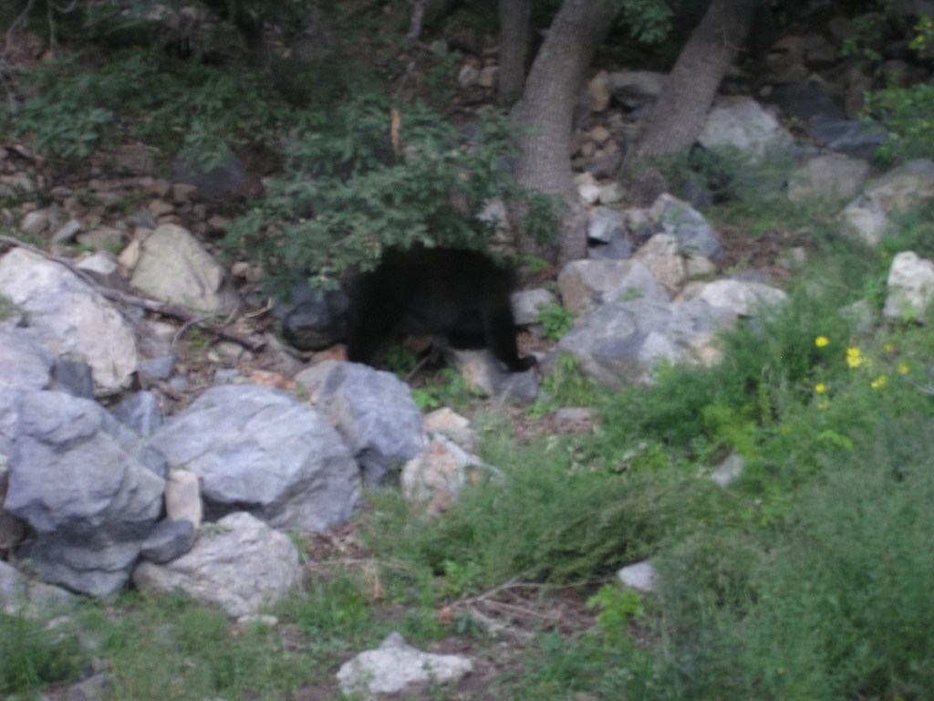 Der Bär hinterm Haus (Foto wurde durchs Fenster aufgenommen)