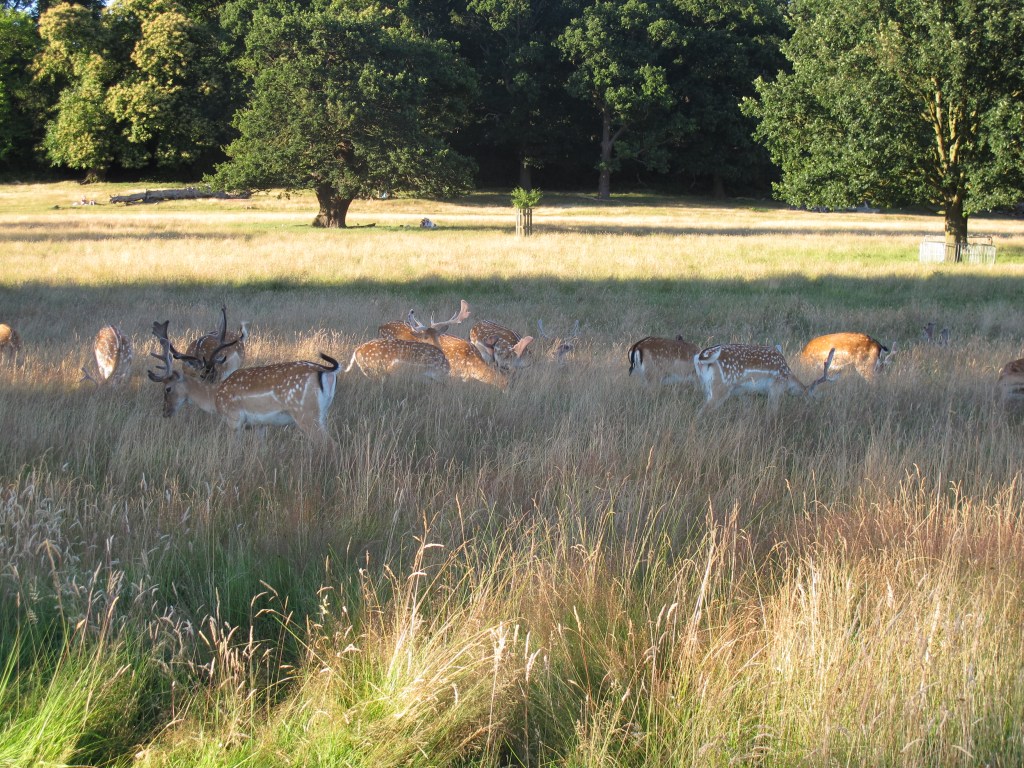 Rotwild in Richmond Park (London, England)