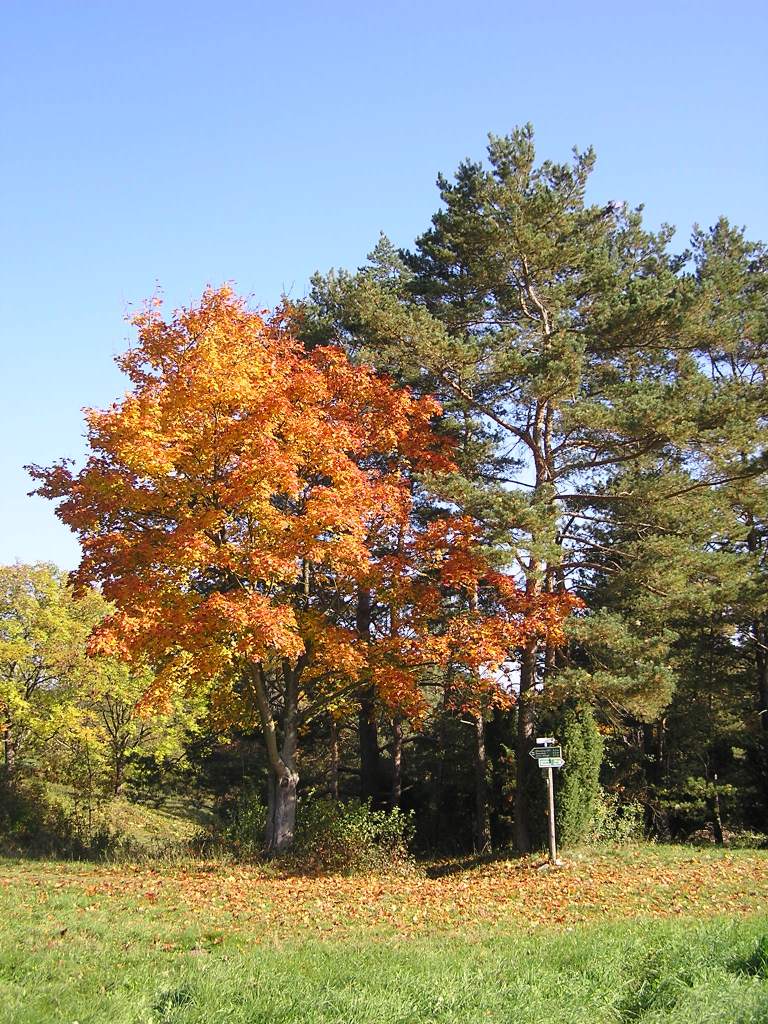 Herbst in Thüringen