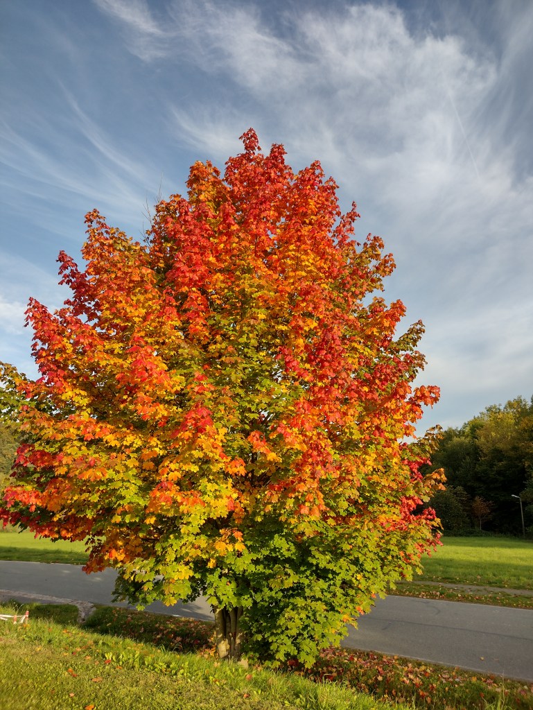 Herbstliche Stimmung im Erzgebirge. Intensive Farben sind toll.