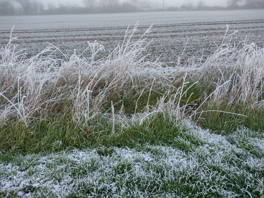 Frostiger Wegesrand mit einem frostfreiem Streifen im Gras